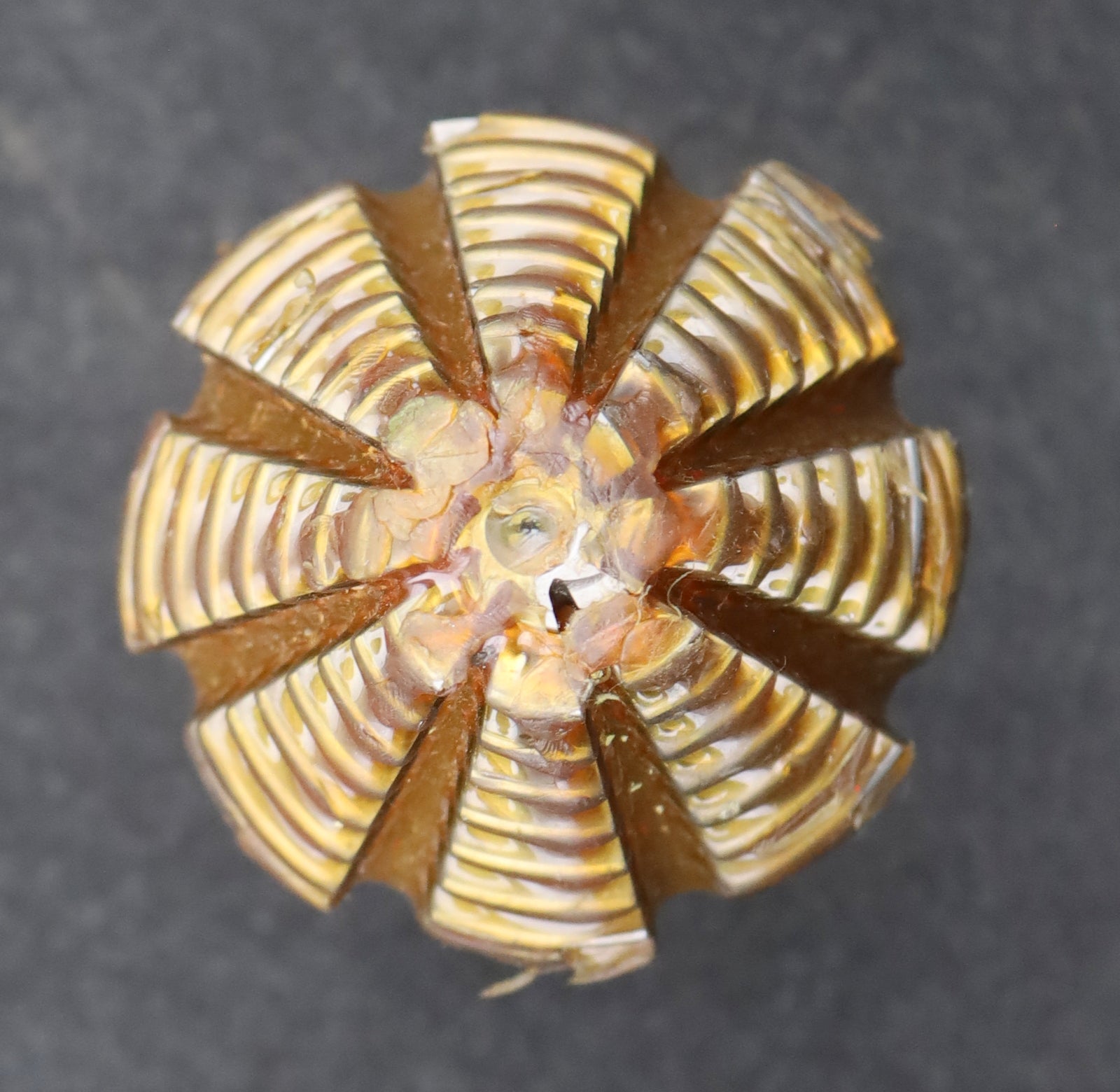 Bild des Artikels KLINGELNBERG-Palloid-Wälzfräser-m=-2,5-20°-EGW-Zahnform-I-1-gg.-Links