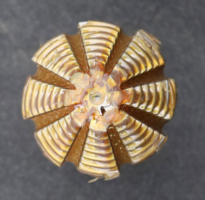 Bild des Artikels KLINGELNBERG-Palloid-Wälzfräser-m=-2,5-20°-EGW-Zahnform-I-1-gg.-Links
