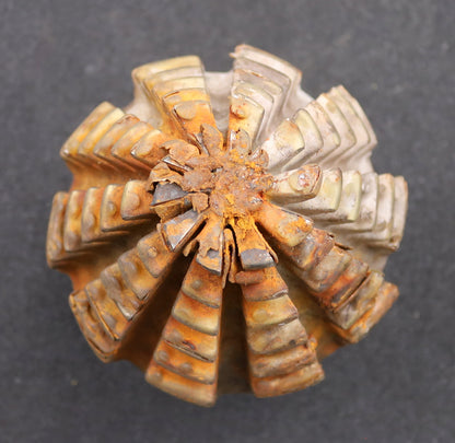 Bild des Artikels KLINGELNBERG-Palloid-Wälzfräser-m=-5,5-22°30'-EGW-Zahnform-II-1-gg.-Links