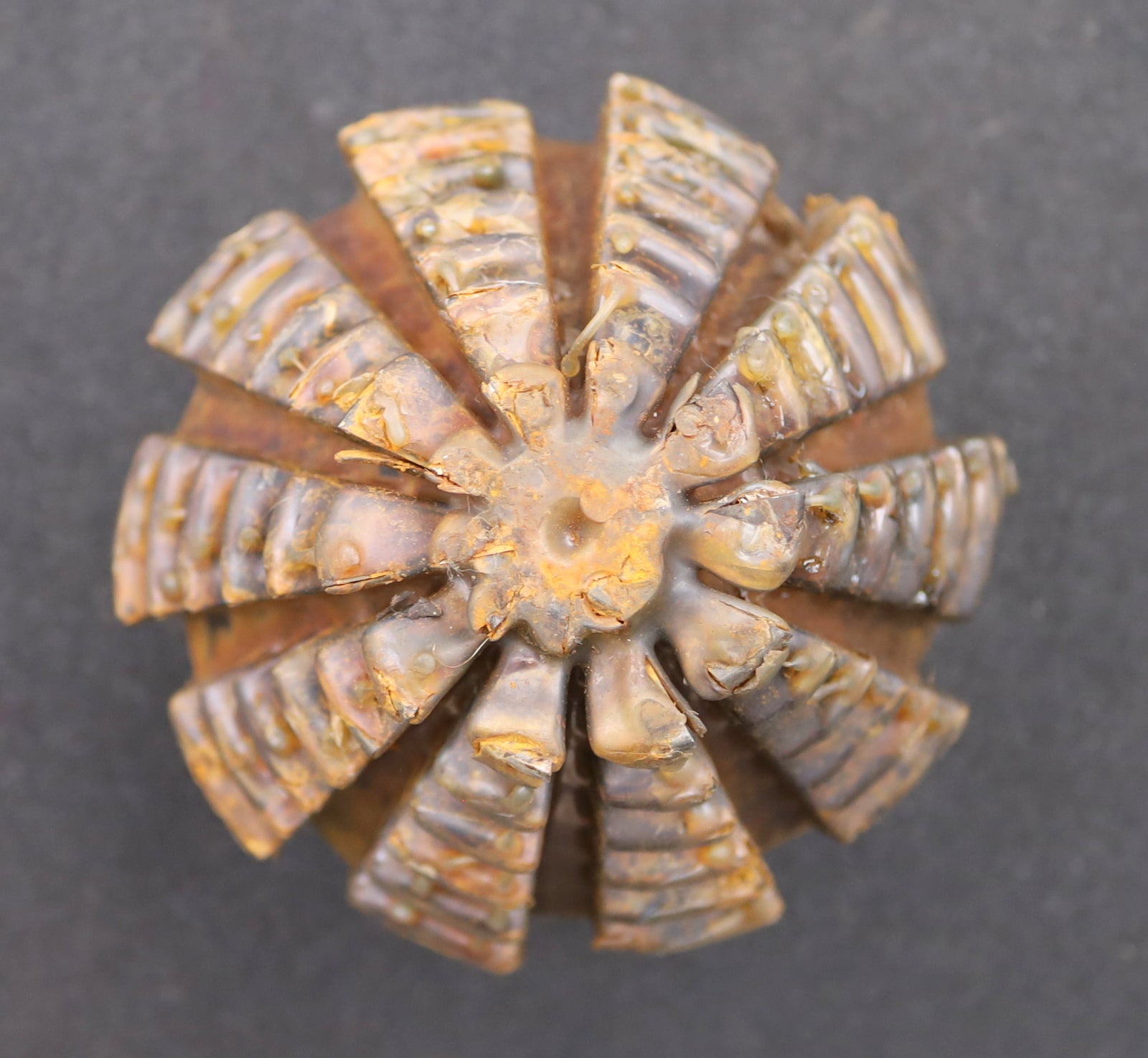 Bild des Artikels KLINGELNBERG-Palloid-Wälzfräser-m=-6-20°-EGW-Zahnform-III-1-gg.-Rechts