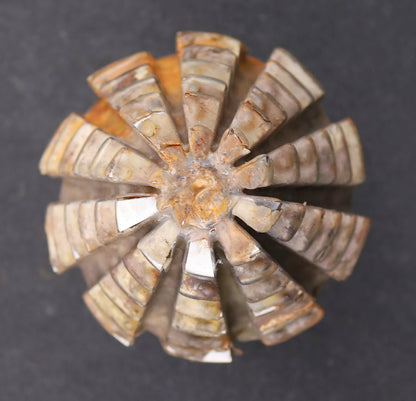 Bild des Artikels KLINGELNBERG-Palloid-Wälzfräser-m=-5,5-22°30'-EGW-Zahnform-II-1-gg.-Rechts