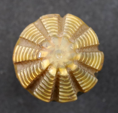 Bild des Artikels KLINGELNBERG-Palloid-Wälzfräser-m=-2-EGW-20°-Zahnform-I-1gg.-Links-HF-ECO